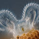 Illustration for article titled Mouse-eared rotifer poses for photomicrography prize